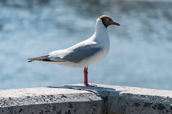 Möwe auf Betonpfeiler. Möwen warten auf fütternde Touristen. — Stockfoto