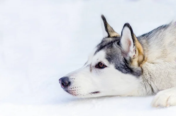 Szibériai husky kutya feküdt a hóban. Zárja be a külső arcképet. Szán kutyák verseny képzés hideg hóban időjárás. Erős, ravasz és böjt fajtiszta kutya részére csapatmunka-val szánkózás. — Stock Fotó