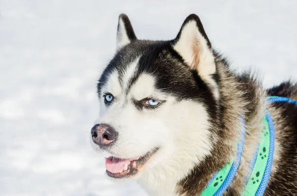 Szibériai husky kutya közelről kültéri arc portré. Szán kutyák verseny képzés hideg hóban időjárás. Erős, ravasz és böjt fajtiszta kutya részére csapatmunka-val szánkózás. — Stock Fotó