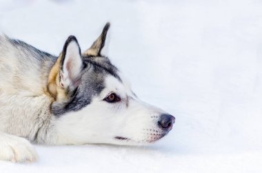 Karda yatan Sibirya lı husky köpeği. Açık yüz portresini kapatın. Kızak köpekleri soğuk kar havalarında yarış eğitim. Kızak ile takım çalışması için güçlü, sevimli ve hızlı safkan köpek.