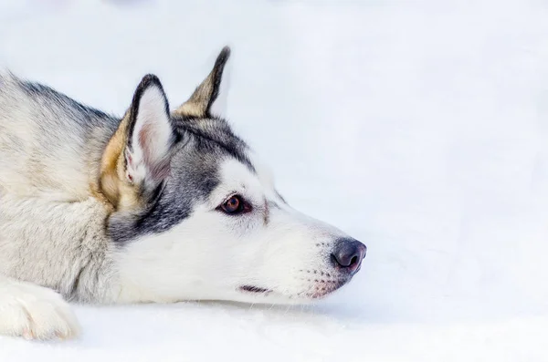 Szibériai husky kutya feküdt a hóban. Zárja be a külső arcképet. Szán kutyák verseny képzés hideg hóban időjárás. Erős, ravasz és böjt fajtiszta kutya részére csapatmunka-val szánkózás. — Stock Fotó
