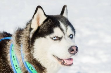 Sibirya husky köpek açık yüz portre kadar yakın. Kızak köpekleri soğuk kar havalarında yarış eğitim. Kızak ile takım çalışması için güçlü, sevimli ve hızlı safkan köpek.