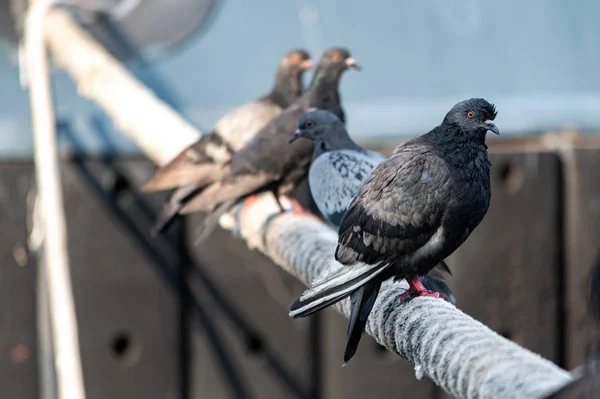 Pigeons sitting on ship hawser. Thick rope tied to mooring. Pigeons in city port