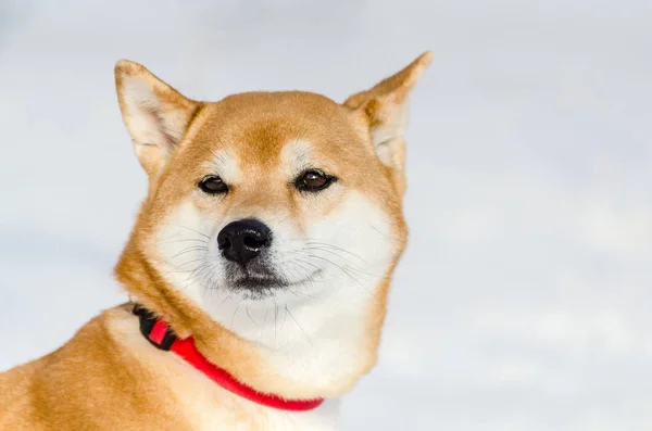 Akita hond, close-up gezicht portret, sneeuw achtergrond. Grappig schattig d — Stockfoto