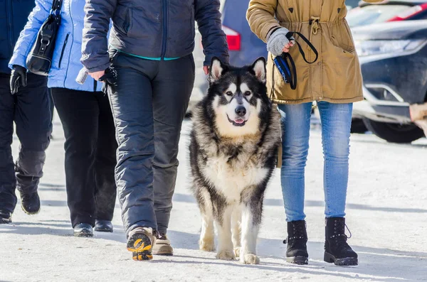 Alaskan malamute dog outdoor walking with owners. Sled dogs race festival in cold snow weather.