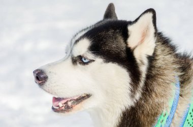 Sibirya husky köpek açık yüz portre kadar yakın. Kızak köpekleri soğuk kar havalarında yarış eğitim. Kızak ile takım çalışması için güçlü, sevimli ve hızlı safkan köpek.