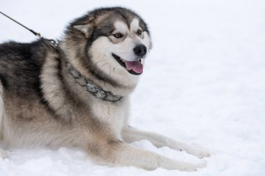 Husky köpek portresi, kış karlı arka plan. Kızak köpek eğitimi önce yürüyüş Komik evcil hayvan.