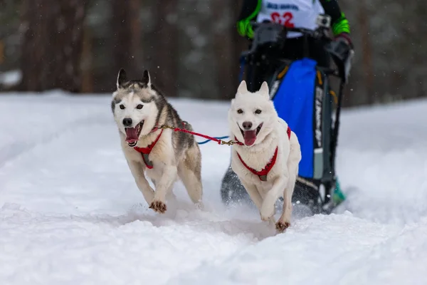 ハーネスランとプルドッグドライバーでハスキーそり犬チーム。そり犬のレース。冬季スポーツ選手権大会. — ストック写真