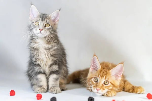 Maine Coon gatitos, rojo y negro lindo gatos. La raza más grande y hermosa del gato. Fondo blanco —  Fotos de Stock