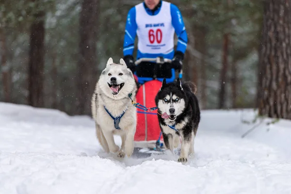 Husky sled dogs team in harness run and pull dog driver. Sled dog racing. Winter sport championship competition.