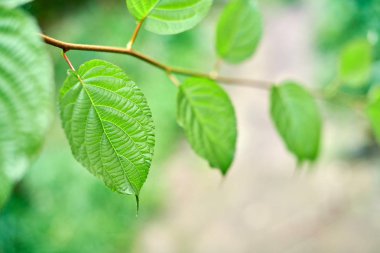 Üzüm bağlarında üzüm yaprakları. Yeşil asma güneşli Eylül gününde bırakır. Yakında şarap, reçel, meyve suyu, jöle, üzüm çekirdeği ekstresi, sirke ve üzüm çekirdeği yağı yapmak için üzüm sonbahar hasat.