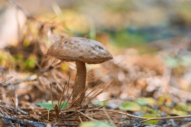 Leccinum versipelle mushroom. Orange birch bolete in autumn forest. Seasonal collection of edible mushrooms