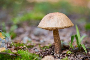 Leccinum versipelle mushroom. Orange birch bolete in autumn forest. Seasonal collection of edible mushrooms