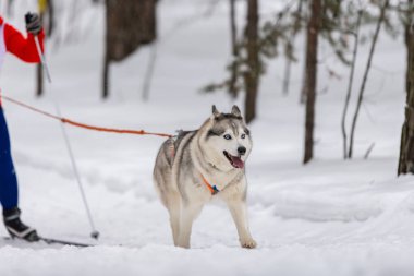 Kızak köpek yarışı. Husky kızak köpekleri takım koşu ve köpek sürücüsü çekin. Kış sporları şampiyonası yarışması.