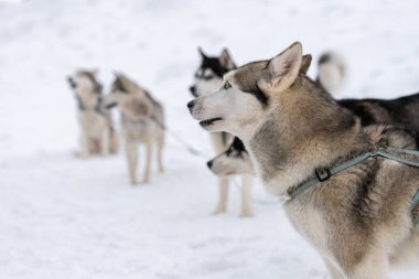 İri köpekler kabloyu bağlar, kızak yarışı bekler, kışın arka planda beklerler. Bazı yetişkin hayvanlar spor müsabakalarından önce.