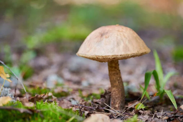 Leccinum versipelle hongo. Bolete de abedul naranja en el bosque de otoño. Recogida estacional de setas comestibles — Foto de Stock