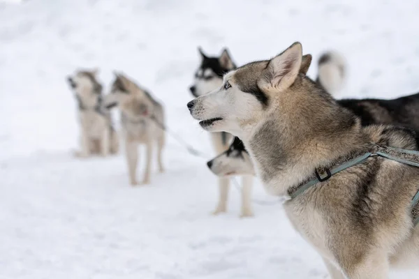 Perros Husky en cable de amarre, esperando carrera de trineos, fondo de invierno. Algunas mascotas adultas antes de la competición deportiva . —  Fotos de Stock