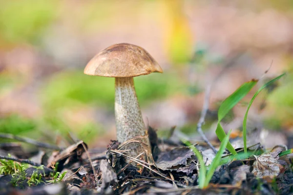 Leccinum versipelle hongo. Bolete de abedul naranja en el bosque de otoño. Recogida estacional de setas comestibles — Foto de Stock