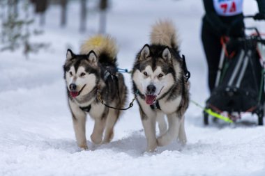 Kızak köpek yarışı. Husky kızak köpekleri takım koşu ve köpek sürücüsü çekin. Kış sporları şampiyonası yarışması.
