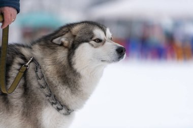 Husky köpek portresi, kış karlı arka plan. Kızak köpek eğitimi önce yürüyüş Komik evcil hayvan.