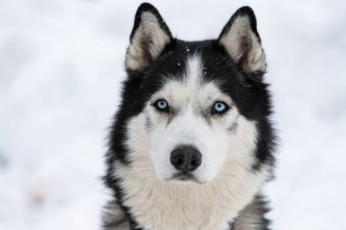 Husky köpek portresi, kış karlı arka plan. Kızak köpek eğitimi önce yürüyüş Komik evcil hayvan.