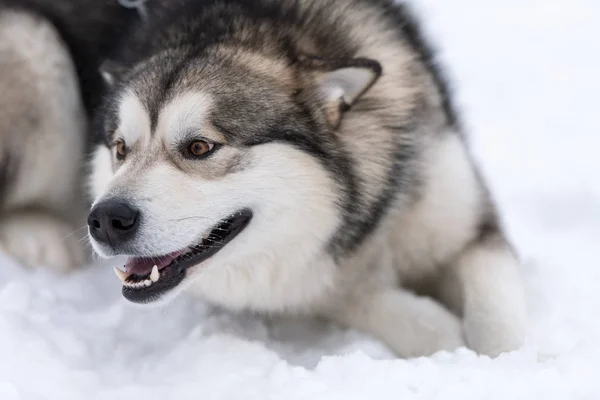 Husky kutya portré, télen havas háttérben. Vicces háziállat a gyaloglás előtt szán kutya képzés. — Stock Fotó