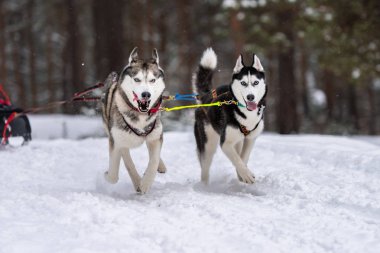 Kızak köpek yarışı. Husky kızak köpekleri takım koşu ve köpek sürücüsü çekin. Kış sporları şampiyonası yarışması.