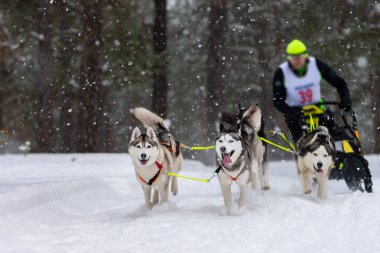 Kızak köpek yarışı. Husky kızak köpekleri takımı köpek musher ile kızak çekiyor. Kış yarışması.