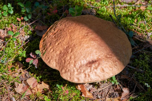 Leccinum versipelle champignon. Orange birk bolete i efteråret skov. Sæsonbestemt samling af spiselige svampe - Stock-foto