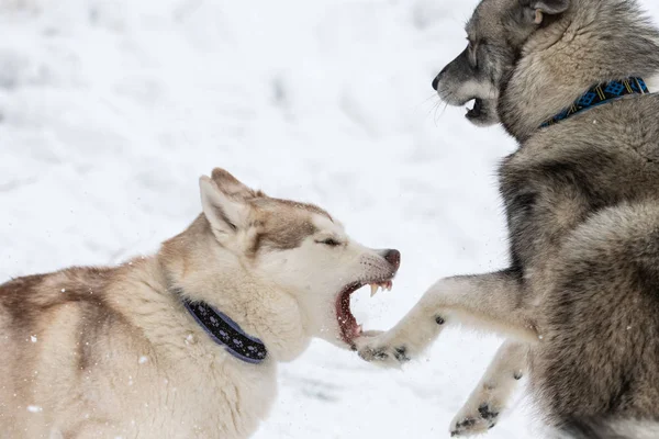 Husky psi štěkají, kousají a hrají si ve sněhu. Srandovní psi v zimě. Agresivní sibiřský chraptivý úsměv. — Stock fotografie