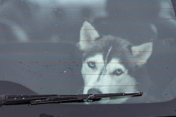 Smutný Husky pes v autě, roztomilý mazlíček. Pes čeká na procházku před spřežením psa trénink a závod. — Stock fotografie