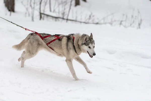 Sleehonden racen. Husky sled dogs team in harnas run en pull hond bestuurder. Winter sport Championship competitie. — Stockfoto