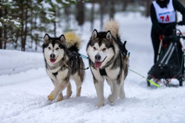 Kızak köpek yarışı. Husky kızak köpekleri takım koşu ve köpek sürücüsü çekin. Kış sporları şampiyonası yarışması.