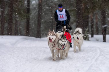 Kızak köpek yarışı. Husky kızak köpekleri takımı köpek musher ile kızak çekiyor. Kış yarışması.