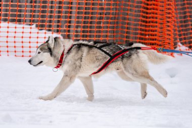 Kızak köpek yarışı. Husky kızak köpekleri takım koşu ve köpek sürücüsü çekin. Kış sporları şampiyonası yarışması.