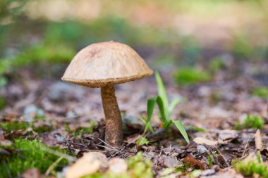 Leccinum versipelle mushroom. Orange birch bolete in autumn forest. Seasonal collection of edible mushrooms