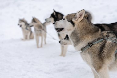 İri köpekler kabloyu bağlar, kızak yarışı bekler, kışın arka planda beklerler. Bazı yetişkin hayvanlar spor müsabakalarından önce.