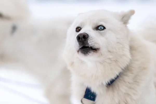 Husky dog funny grin portrait, winter snowy background. Funny pet on walking before sled dog training. Beautiful blue eyes.