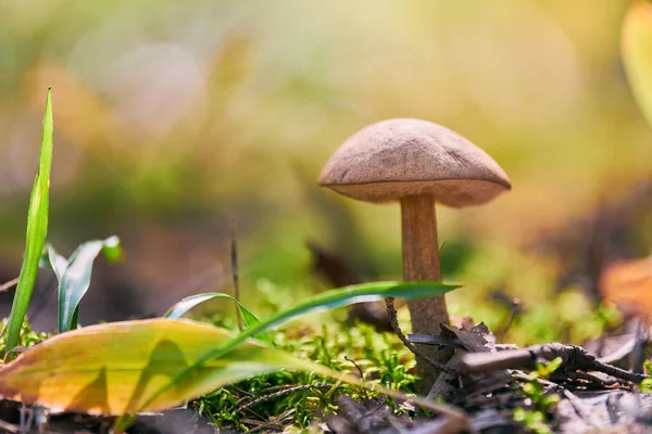 Leccinum versipelle hongo. Bolete de abedul naranja en el bosque de otoño. Recogida estacional de setas comestibles — Foto de Stock