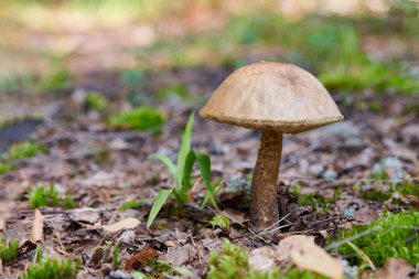 Sonbahar ormanında Leccinum versipelle mantarı. Portakallı huş ağacı. Yenilebilir sağlıklı yemek.