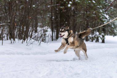 Kızak köpek kayağı. Husky kızağı köpek sürücüsü. Spor şampiyonası yarışması.