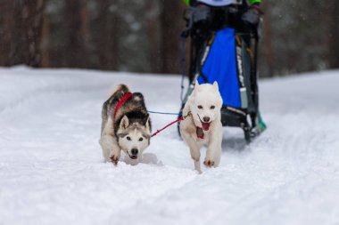 Husky kızak köpekleri takım koşu ve köpek sürücüsü çekin. Kızak köpek yarışı. Kış sporları şampiyonası yarışması.