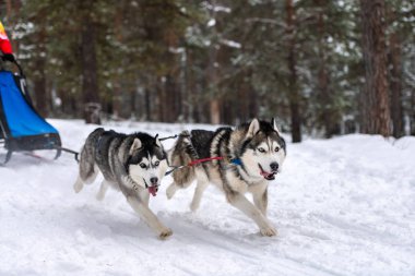 Kızak köpek yarışı. Husky kızak köpekleri takımı koşum takımı. Koş ve çek.