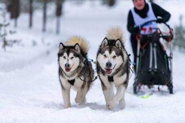 Kızak köpek yarışı. Husky kızak köpekleri takımı koşum takımı. Koş ve çek.