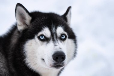 Husky köpek portresi, kış karlı arka plan. Kızak köpek eğitimi önce yürüyüş Komik evcil hayvan.