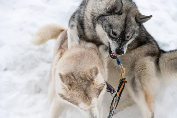 Husky dogs bark, bite and play in snow. Funny sled dogs winter play. Aggressive siberian husky grin.