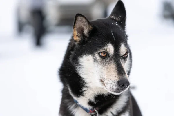 Retrato de perro Husky, fondo nevado de invierno. Divertido animal doméstico en caminar antes de trineo perro entrenamiento . — Foto de Stock