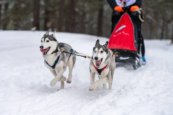 Husky sled dogs team in harness run and pull dog driver. Sled dog racing. Winter sport championship competition.