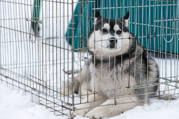 Husky dog in carrier cage waiting for owner for transportation to sled dog competition. Pet looks around with hope.