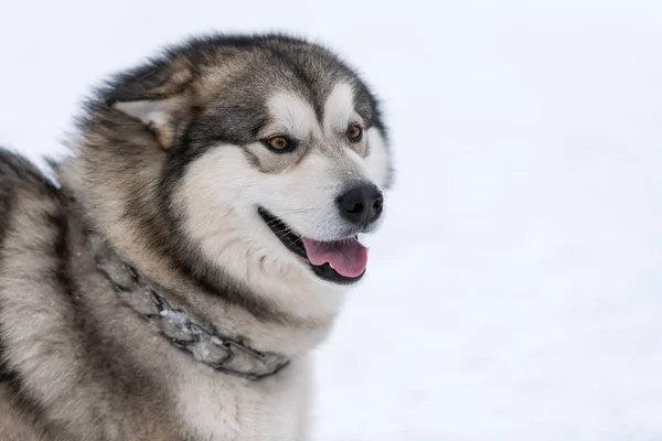 Husky köpek portresi, kış karlı arka plan. Kızak köpek eğitimi önce yürüyüş Komik evcil hayvan. — Stok fotoğraf